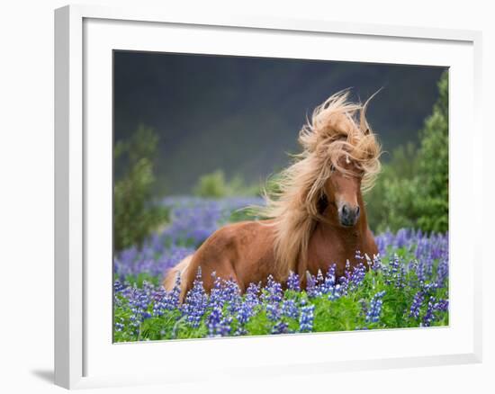 Horse Running by Lupines. Purebred Icelandic Horse in the Summertime with Blooming Lupines, Iceland-null-Framed Photographic Print