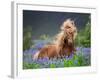 Horse Running by Lupines. Purebred Icelandic Horse in the Summertime with Blooming Lupines, Iceland-null-Framed Photographic Print