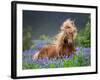 Horse Running by Lupines. Purebred Icelandic Horse in the Summertime with Blooming Lupines, Iceland-null-Framed Photographic Print