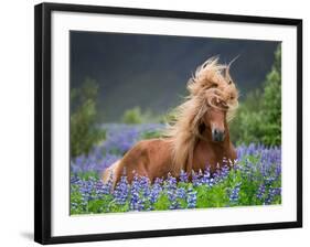 Horse Running by Lupines. Purebred Icelandic Horse in the Summertime with Blooming Lupines, Iceland-null-Framed Photographic Print