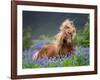 Horse Running by Lupines. Purebred Icelandic Horse in the Summertime with Blooming Lupines, Iceland-null-Framed Photographic Print