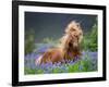 Horse Running by Lupines. Purebred Icelandic Horse in the Summertime with Blooming Lupines, Iceland-null-Framed Photographic Print