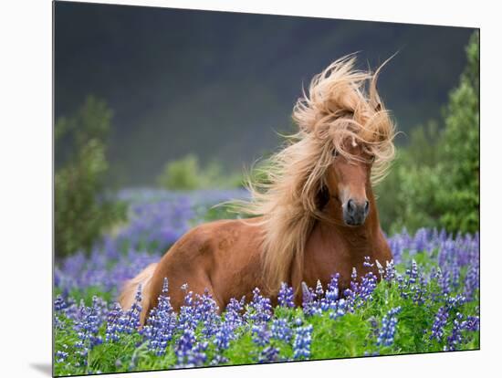 Horse Running by Lupines. Purebred Icelandic Horse in the Summertime with Blooming Lupines, Iceland-null-Mounted Photographic Print