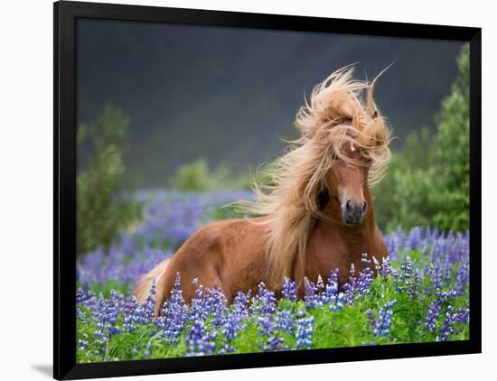 Horse Running by Lupines. Purebred Icelandic Horse in the Summertime with Blooming Lupines, Iceland-null-Framed Photographic Print