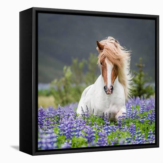 Horse Running by Lupines. Purebred Icelandic Horse in the Summertime with Blooming Lupines, Iceland-null-Framed Stretched Canvas