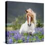 Horse Running by Lupines. Purebred Icelandic Horse in the Summertime with Blooming Lupines, Iceland-null-Stretched Canvas
