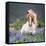 Horse Running by Lupines. Purebred Icelandic Horse in the Summertime with Blooming Lupines, Iceland-null-Framed Stretched Canvas
