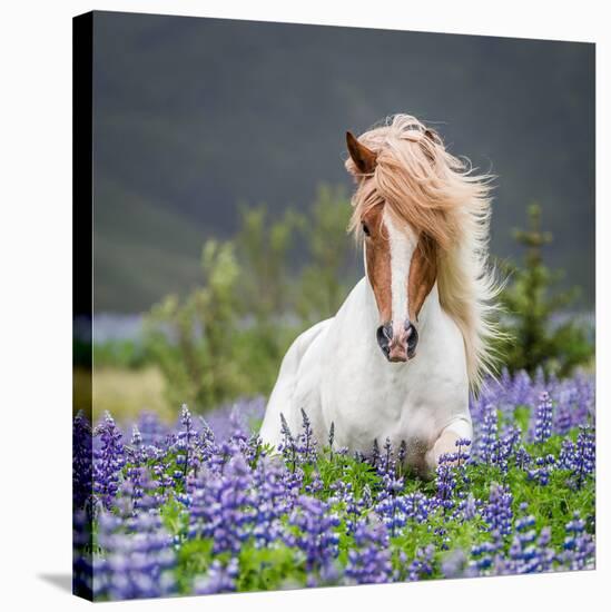 Horse Running by Lupines. Purebred Icelandic Horse in the Summertime with Blooming Lupines, Iceland-null-Stretched Canvas