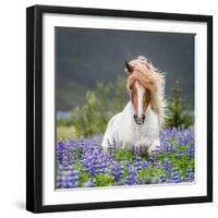 Horse Running by Lupines. Purebred Icelandic Horse in the Summertime with Blooming Lupines, Iceland-null-Framed Premium Photographic Print