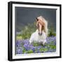 Horse Running by Lupines. Purebred Icelandic Horse in the Summertime with Blooming Lupines, Iceland-null-Framed Premium Photographic Print
