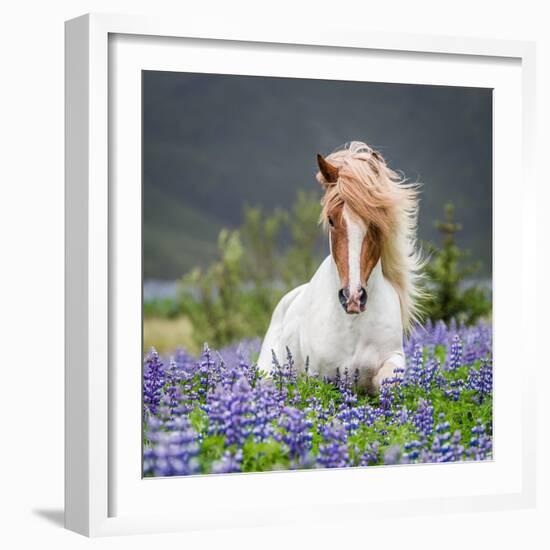 Horse Running by Lupines. Purebred Icelandic Horse in the Summertime with Blooming Lupines, Iceland-null-Framed Premium Photographic Print