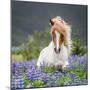 Horse Running by Lupines. Purebred Icelandic Horse in the Summertime with Blooming Lupines, Iceland-null-Mounted Premium Photographic Print