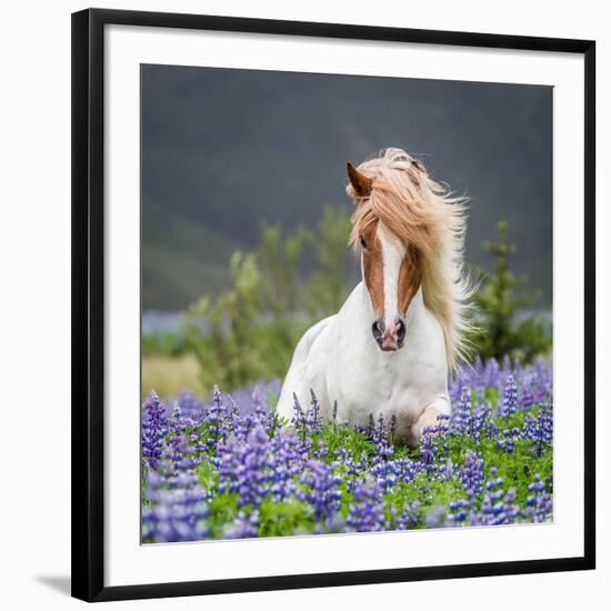 Horse Running by Lupines. Purebred Icelandic Horse in the Summertime with Blooming Lupines, Iceland-null-Framed Premium Photographic Print