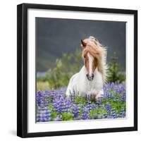 Horse Running by Lupines. Purebred Icelandic Horse in the Summertime with Blooming Lupines, Iceland-null-Framed Photographic Print