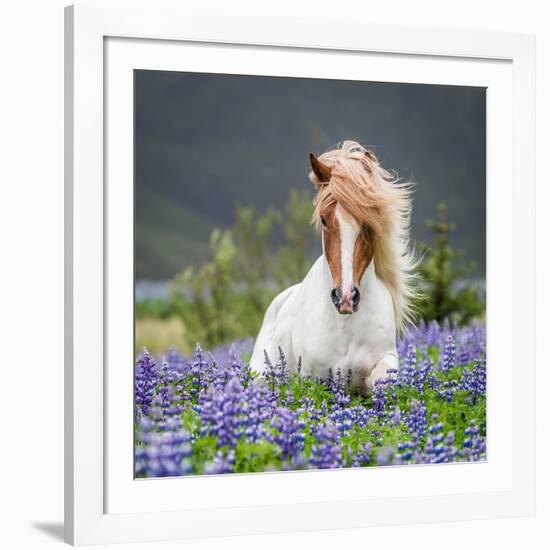 Horse Running by Lupines. Purebred Icelandic Horse in the Summertime with Blooming Lupines, Iceland-null-Framed Photographic Print