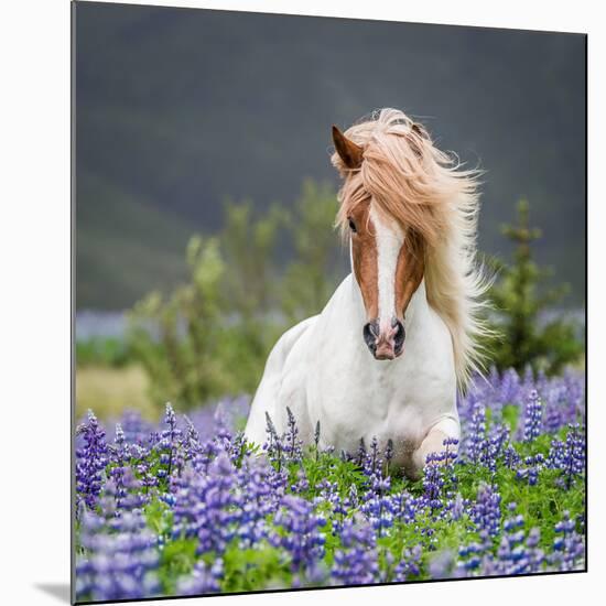 Horse Running by Lupines. Purebred Icelandic Horse in the Summertime with Blooming Lupines, Iceland-null-Mounted Photographic Print