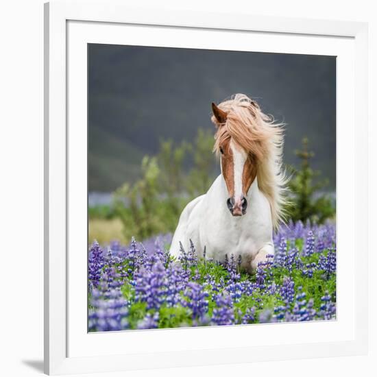 Horse Running by Lupines. Purebred Icelandic Horse in the Summertime with Blooming Lupines, Iceland-null-Framed Photographic Print