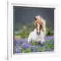 Horse Running by Lupines. Purebred Icelandic Horse in the Summertime with Blooming Lupines, Iceland-null-Framed Photographic Print
