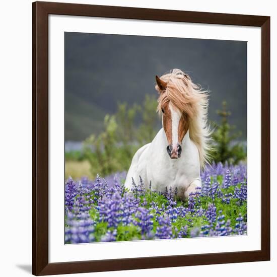 Horse Running by Lupines. Purebred Icelandic Horse in the Summertime with Blooming Lupines, Iceland-null-Framed Photographic Print