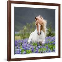 Horse Running by Lupines. Purebred Icelandic Horse in the Summertime with Blooming Lupines, Iceland-null-Framed Photographic Print