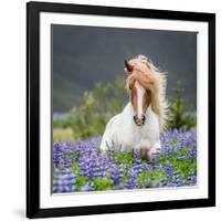 Horse Running by Lupines. Purebred Icelandic Horse in the Summertime with Blooming Lupines, Iceland-null-Framed Photographic Print