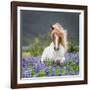 Horse Running by Lupines. Purebred Icelandic Horse in the Summertime with Blooming Lupines, Iceland-null-Framed Giclee Print