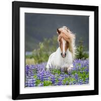 Horse Running by Lupines. Purebred Icelandic Horse in the Summertime with Blooming Lupines, Iceland-null-Framed Giclee Print