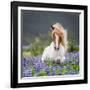 Horse Running by Lupines. Purebred Icelandic Horse in the Summertime with Blooming Lupines, Iceland-null-Framed Giclee Print