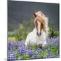 Horse Running by Lupines-Arctic-Images-Mounted Photographic Print