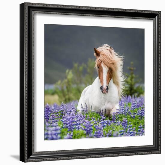 Horse Running by Lupines-Arctic-Images-Framed Photographic Print