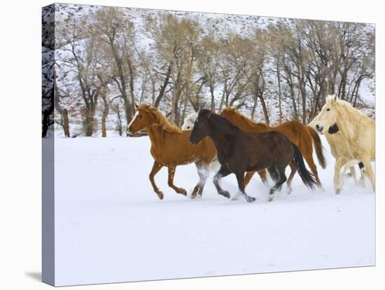 Horse Running, Shell, Wyoming, USA-Terry Eggers-Stretched Canvas