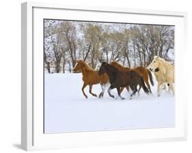 Horse Running, Shell, Wyoming, USA-Terry Eggers-Framed Photographic Print