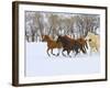 Horse Running, Shell, Wyoming, USA-Terry Eggers-Framed Photographic Print