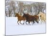 Horse Running, Shell, Wyoming, USA-Terry Eggers-Mounted Photographic Print