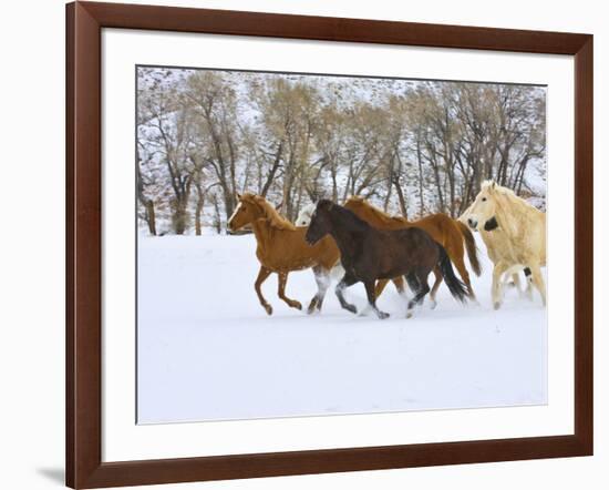 Horse Running, Shell, Wyoming, USA-Terry Eggers-Framed Photographic Print