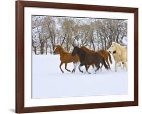 Horse Running, Shell, Wyoming, USA-Terry Eggers-Framed Photographic Print