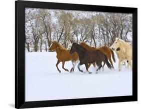 Horse Running, Shell, Wyoming, USA-Terry Eggers-Framed Photographic Print