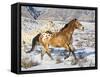 Horse Running, Shell, Wyoming, USA-Terry Eggers-Framed Stretched Canvas