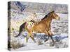 Horse Running, Shell, Wyoming, USA-Terry Eggers-Stretched Canvas
