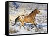 Horse Running, Shell, Wyoming, USA-Terry Eggers-Framed Stretched Canvas