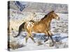 Horse Running, Shell, Wyoming, USA-Terry Eggers-Stretched Canvas