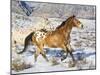 Horse Running, Shell, Wyoming, USA-Terry Eggers-Mounted Photographic Print