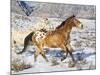 Horse Running, Shell, Wyoming, USA-Terry Eggers-Mounted Photographic Print
