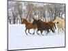 Horse Running, Shell, Wyoming, USA-Terry Eggers-Mounted Photographic Print