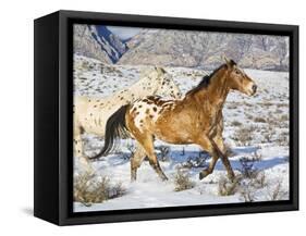 Horse Running, Shell, Wyoming, USA-Terry Eggers-Framed Stretched Canvas