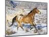 Horse Running, Shell, Wyoming, USA-Terry Eggers-Mounted Photographic Print