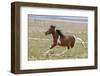 Horse Running-Zandria Muench Beraldo-Framed Photographic Print