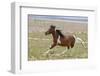 Horse Running-Zandria Muench Beraldo-Framed Photographic Print