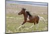 Horse Running-Zandria Muench Beraldo-Mounted Photographic Print