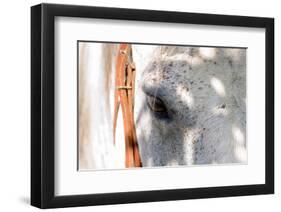 Horse’s Eye-Tom Artin-Framed Giclee Print